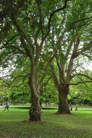 Deux grands arbres majestueux